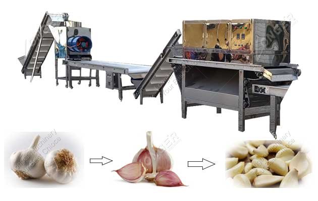 Plant for Garlic Peeling|Garlic Separating and Peeling Machine Line